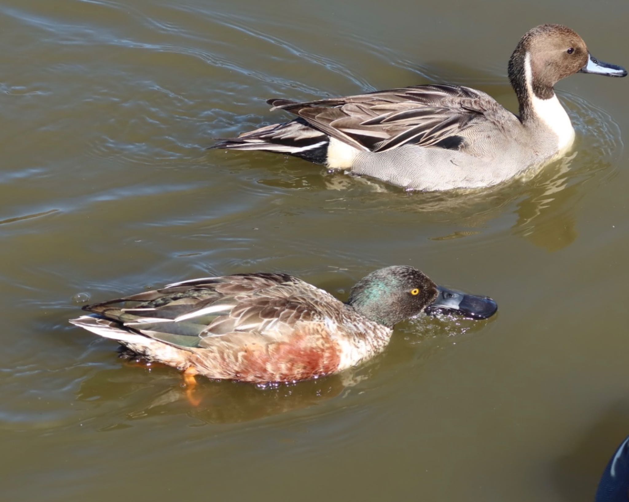 Northern Shoveler