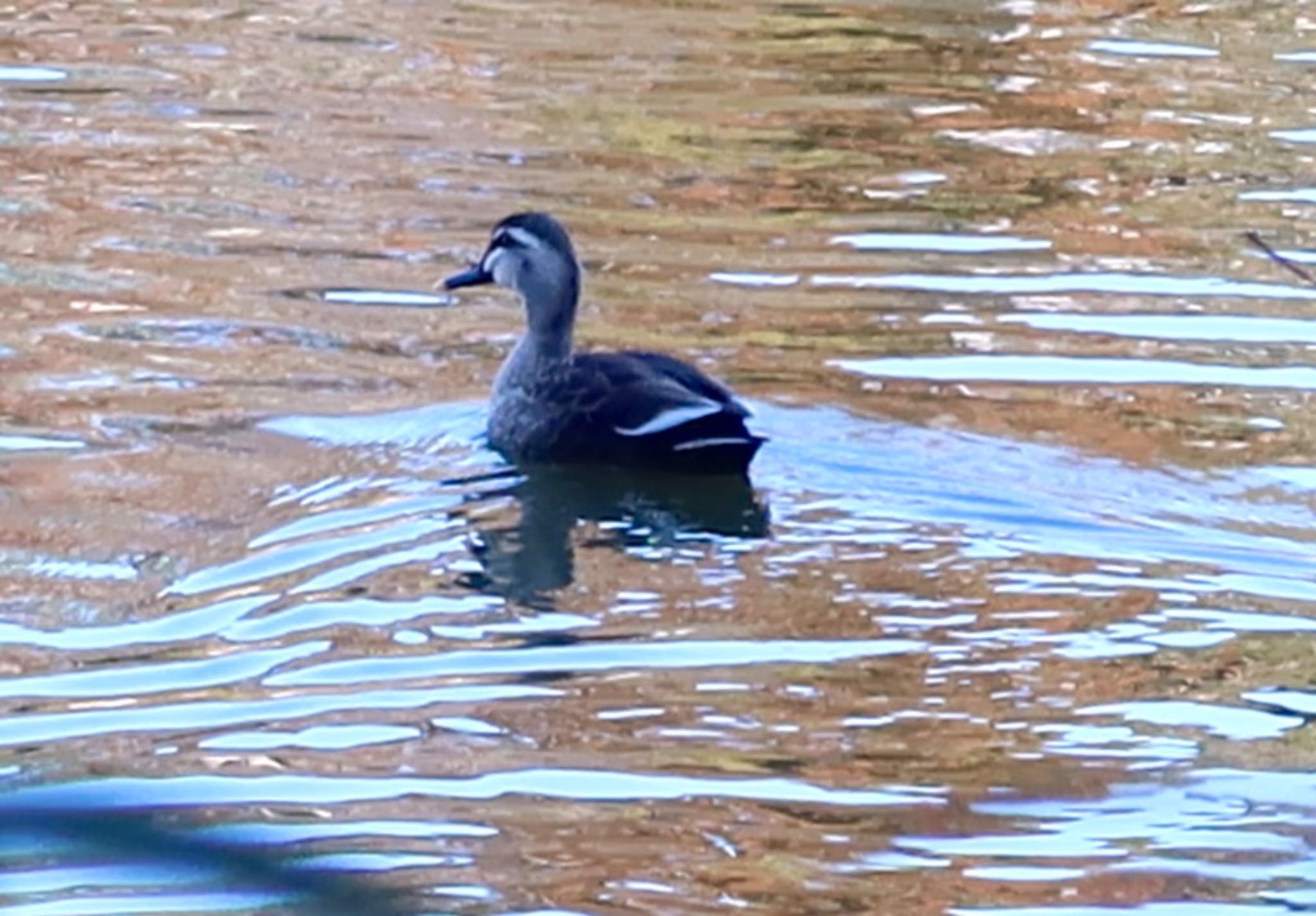 Eastern Spot-billed Duck