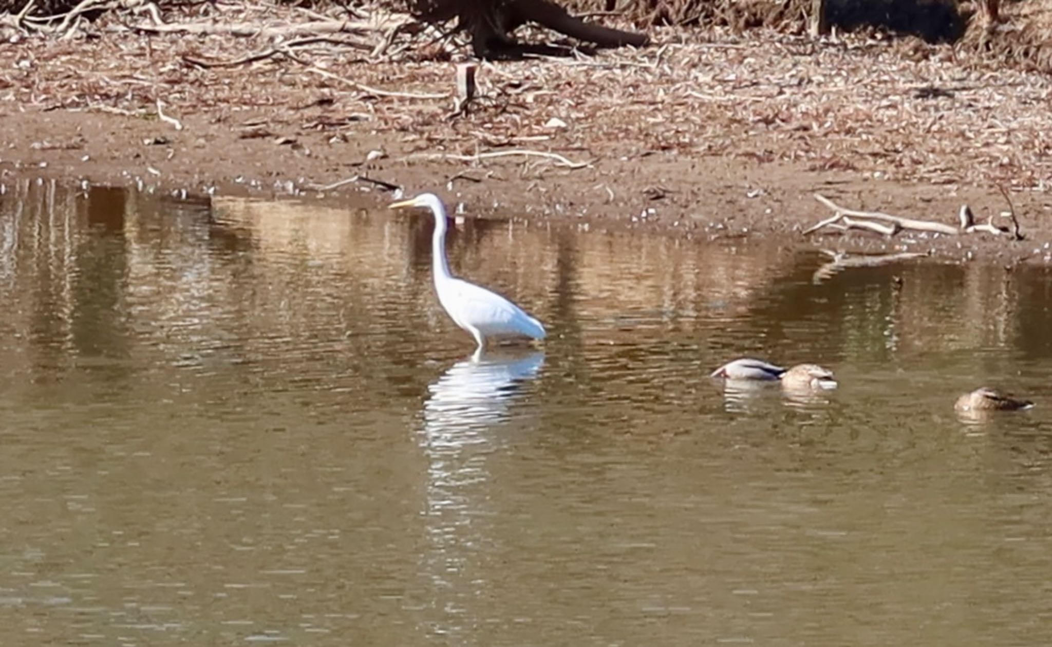 Great Egret