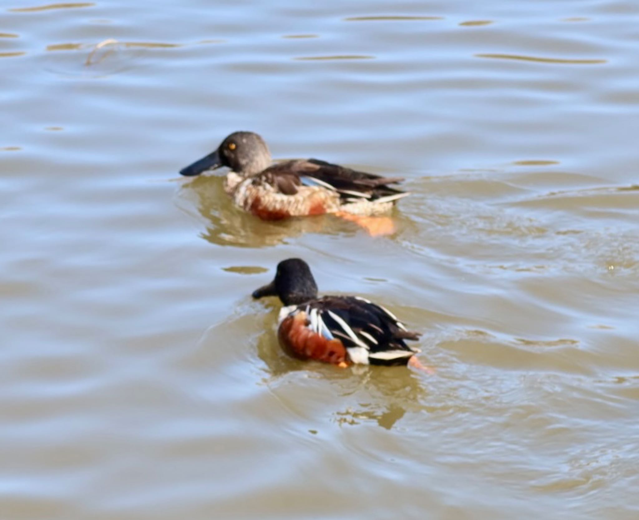 Northern Shoveler