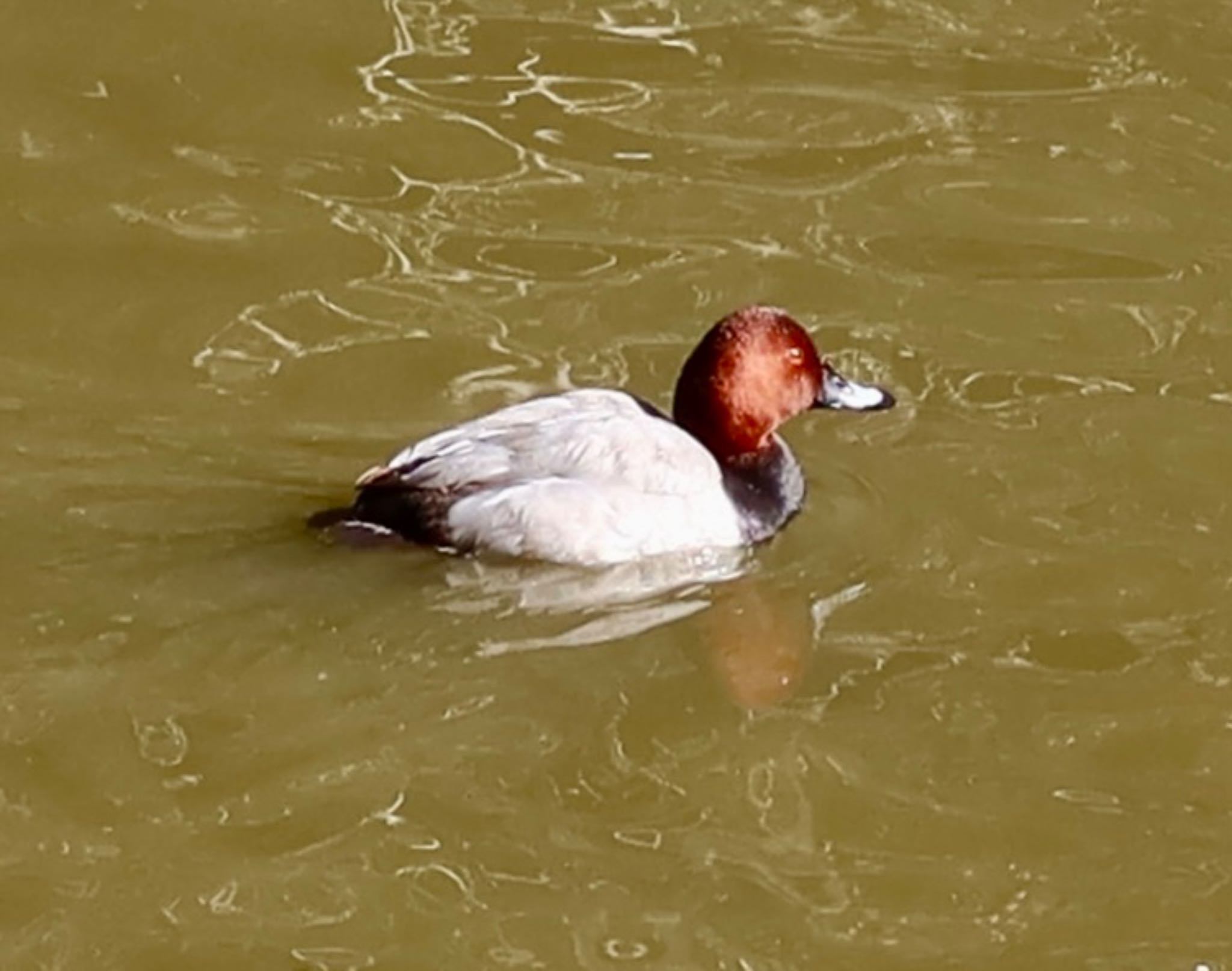 Photo of Common Pochard at 坂田ヶ池総合公園 by ひこうき雲