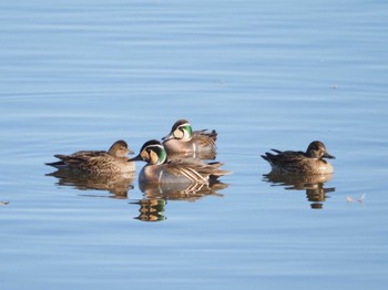 2024年2月3日(土) 北印旛沼の野鳥観察記録