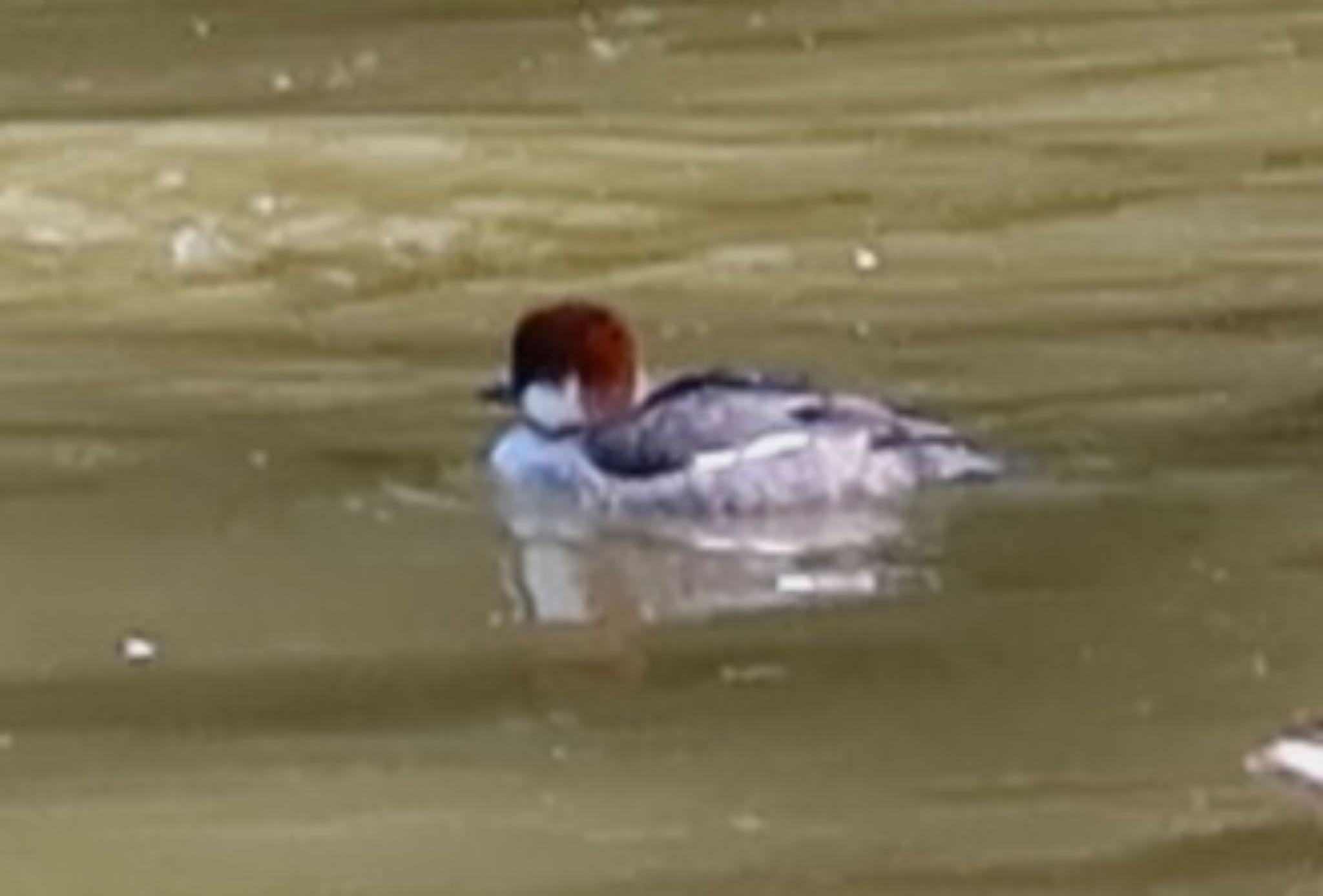 Smew