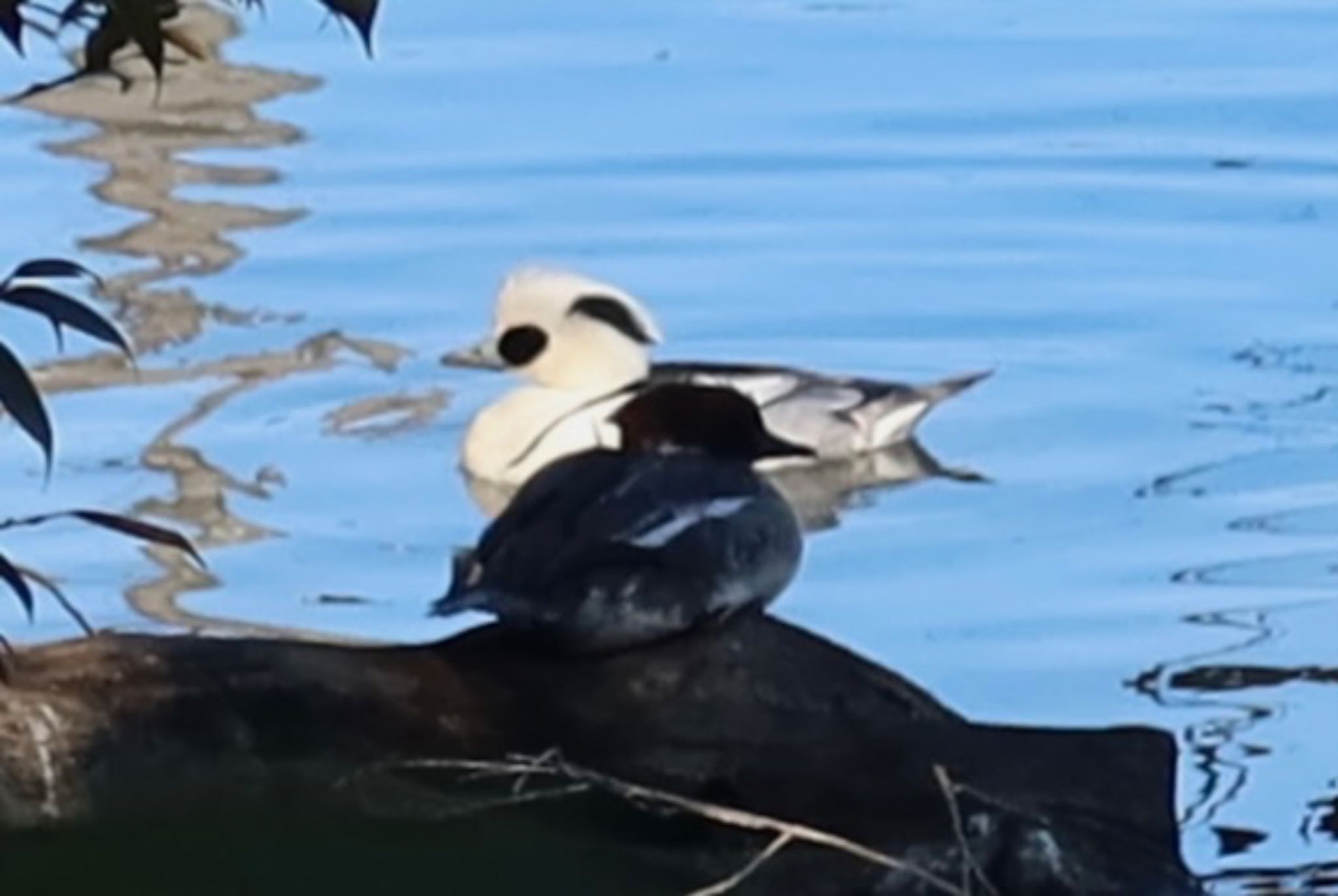 Smew