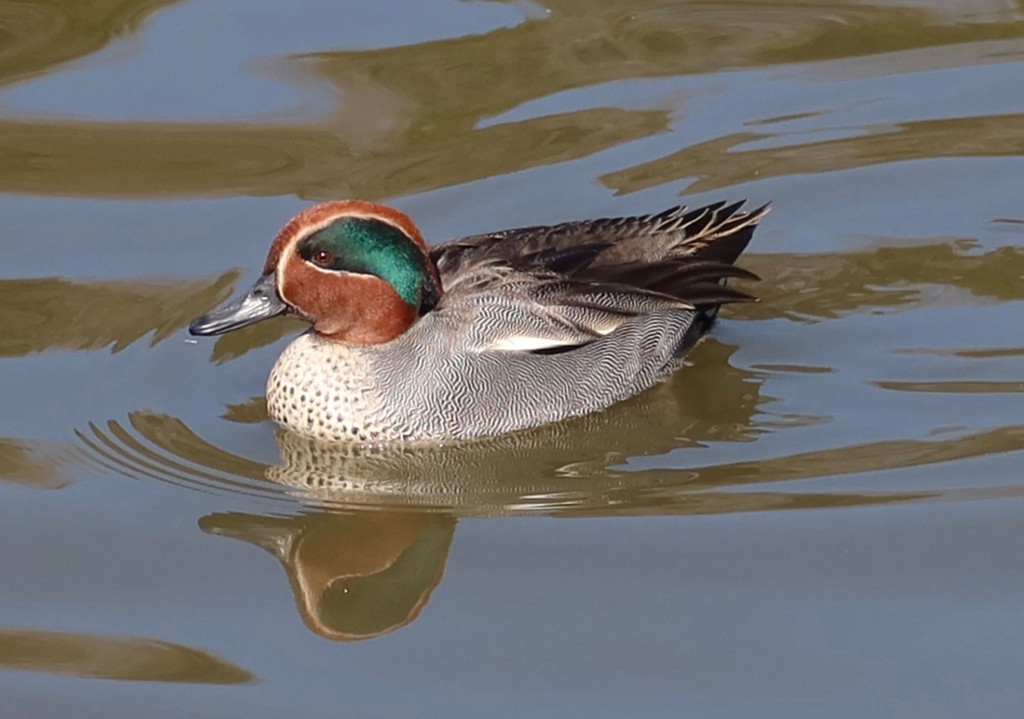 Photo of Eurasian Teal at 坂田ヶ池総合公園 by ひこうき雲