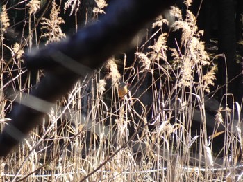 2024年1月27日(土) 大町公園(市川市)の野鳥観察記録