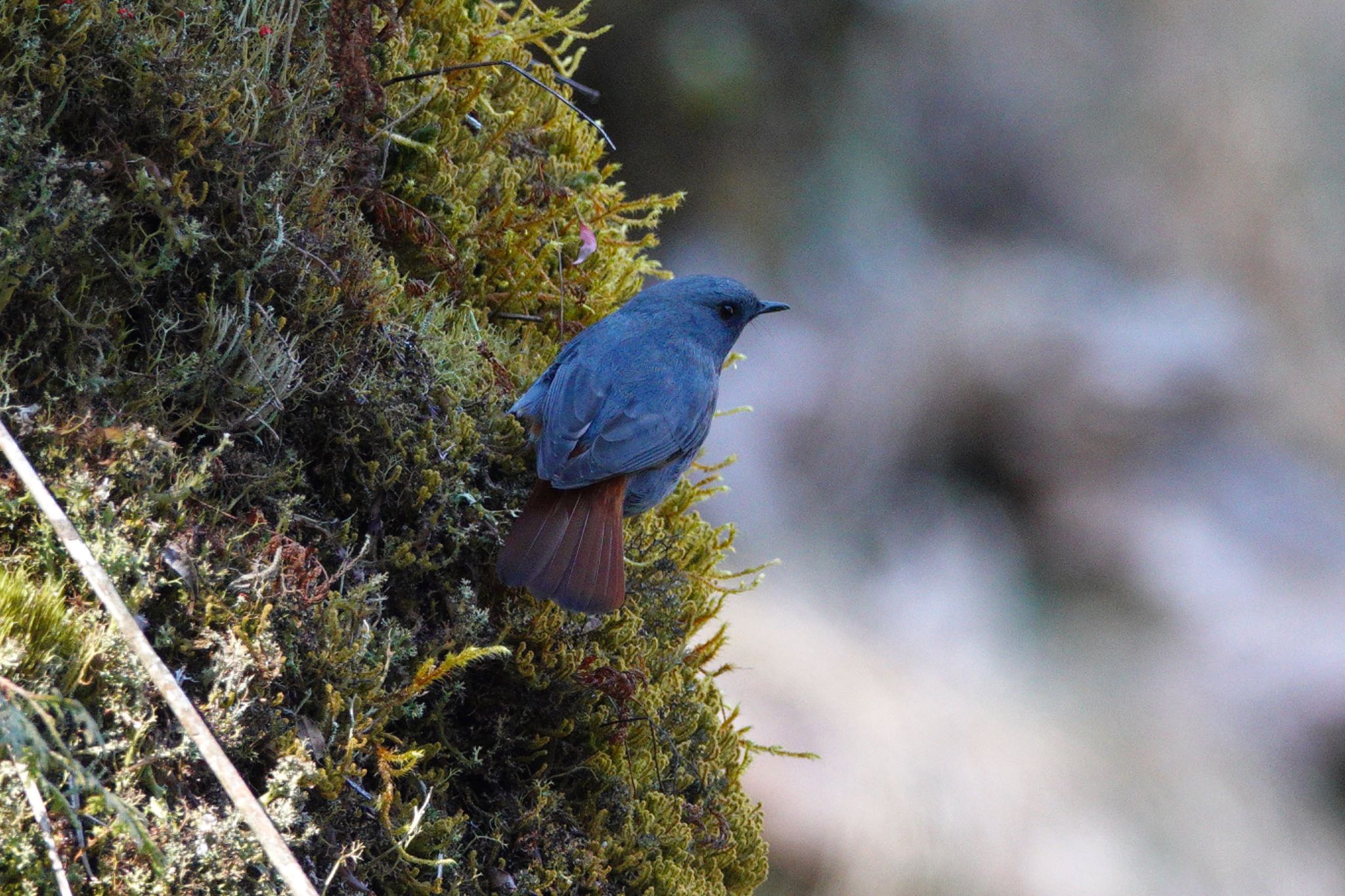 Plumbeous Water Redstart