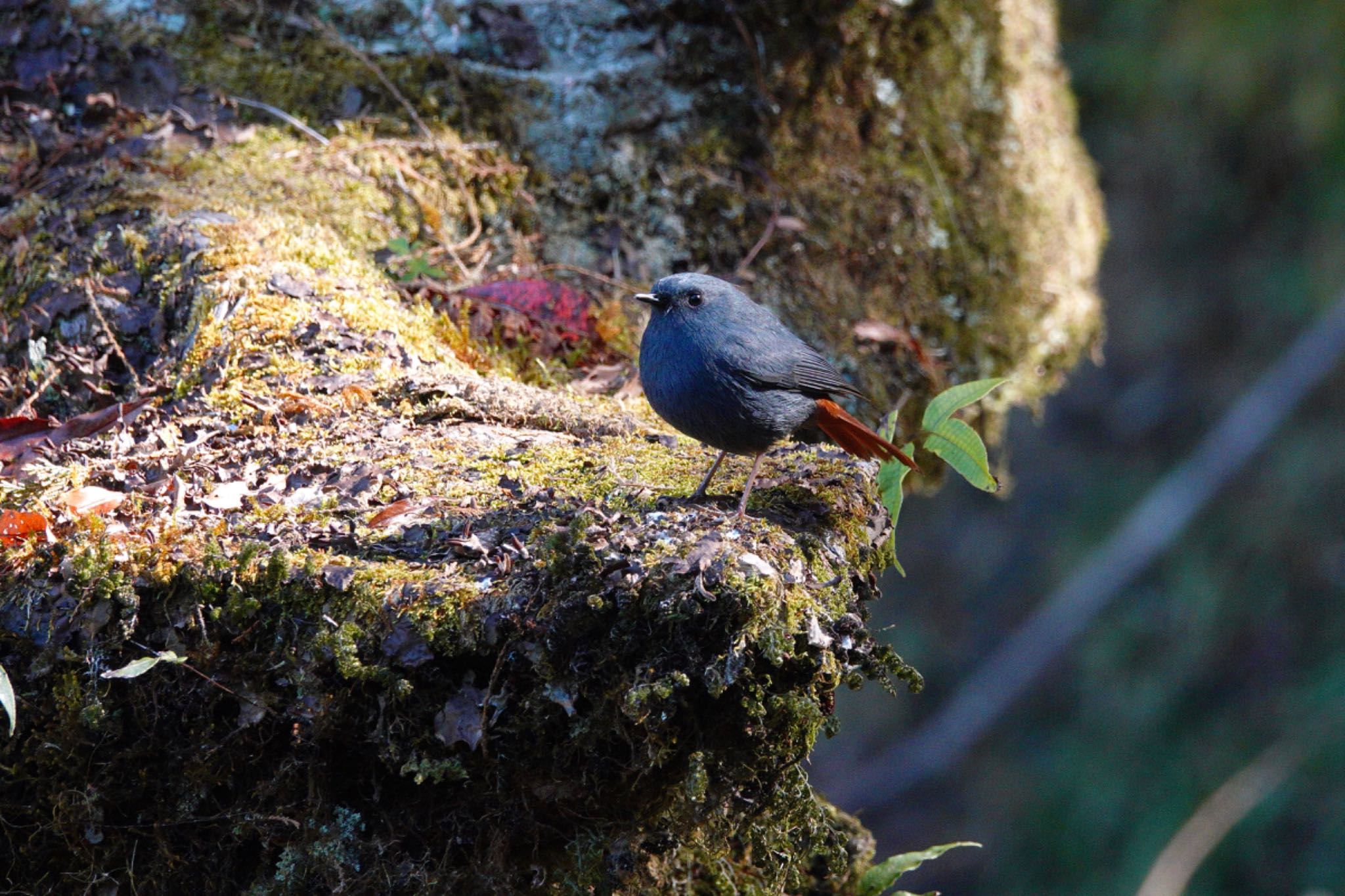 Photo of Plumbeous Water Redstart at 阿里山国家森林遊楽区 by のどか
