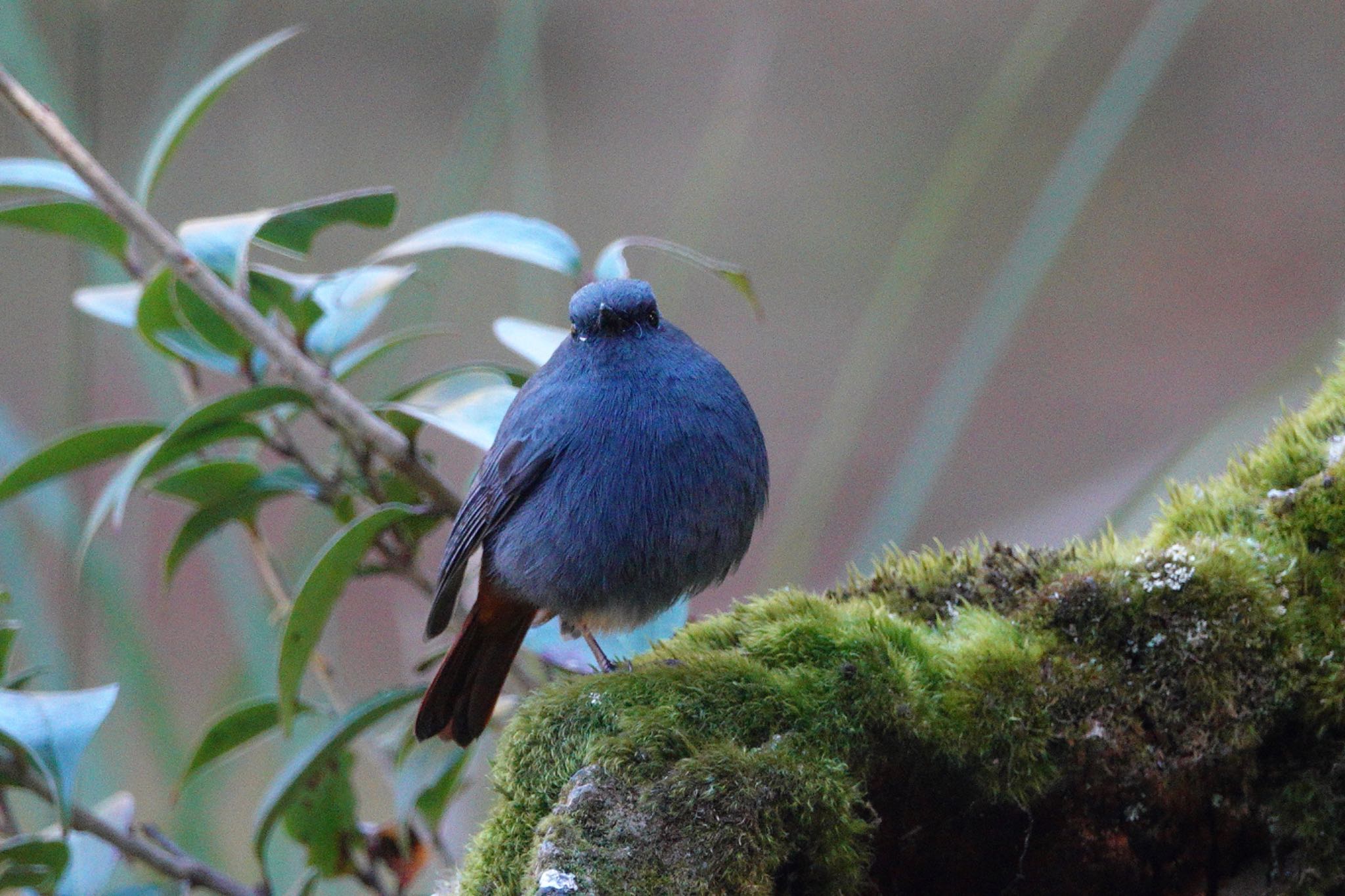 Plumbeous Water Redstart