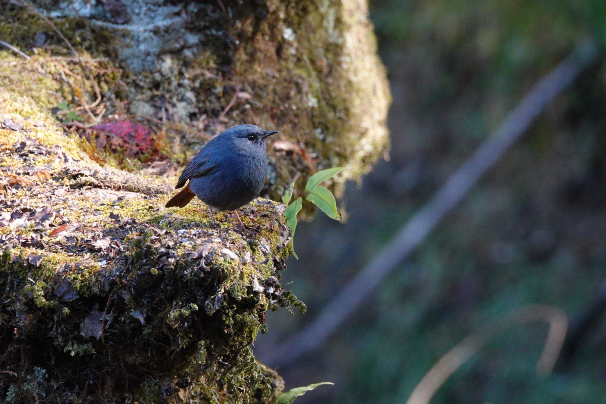 Plumbeous Water Redstart