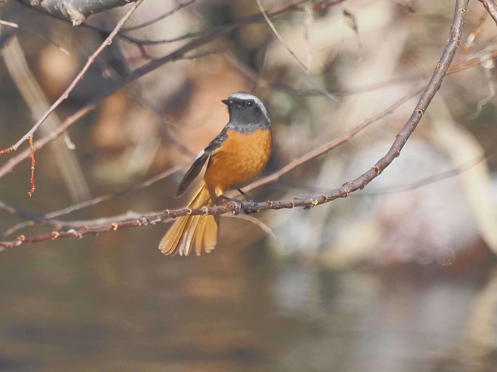 宮田用水(蘇南公園前・江南市) ジョウビタキの写真 by MaNu猫