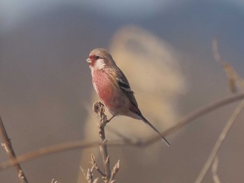 2024年2月3日(土) 宮田用水(蘇南公園前・江南市)の野鳥観察記録