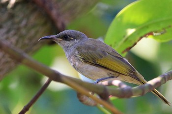 Indonesian Honeyeater Alam Angke Kapuk Nature Park (Indonesia) Fri, 10/19/2018