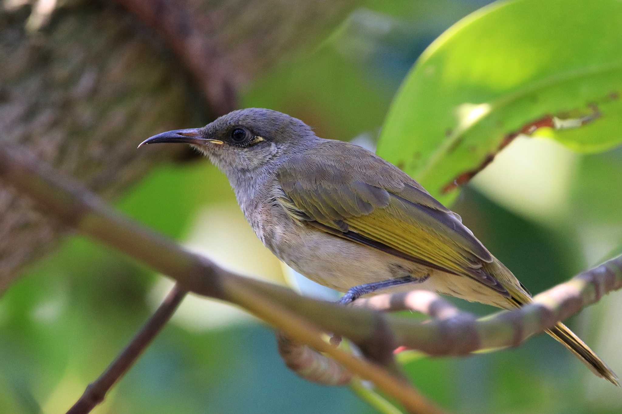 Photo of Indonesian Honeyeater at Alam Angke Kapuk Nature Park (Indonesia) by とみやん