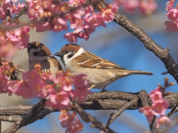 スズメ 大野極楽寺公園 2024年2月3日(土)