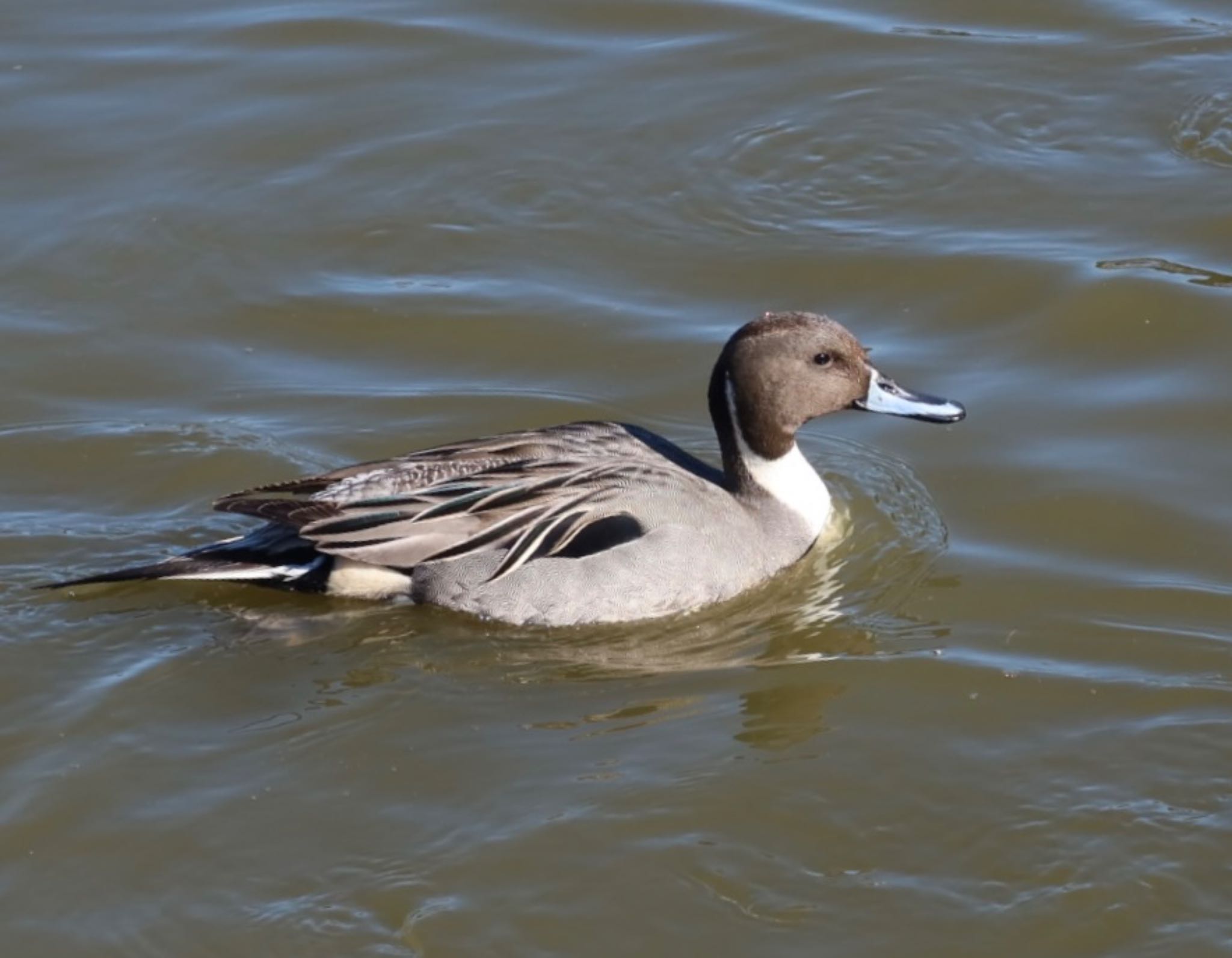 Northern Pintail