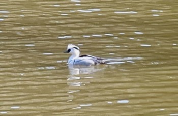 2024年2月3日(土) 坂田ヶ池総合公園の野鳥観察記録