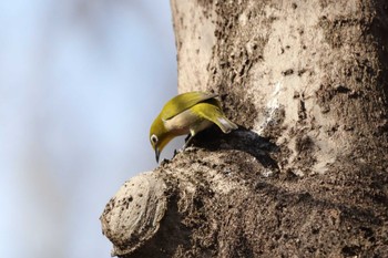 Warbling White-eye 祖父江ワイルドネイチャー緑地 Sat, 2/3/2024