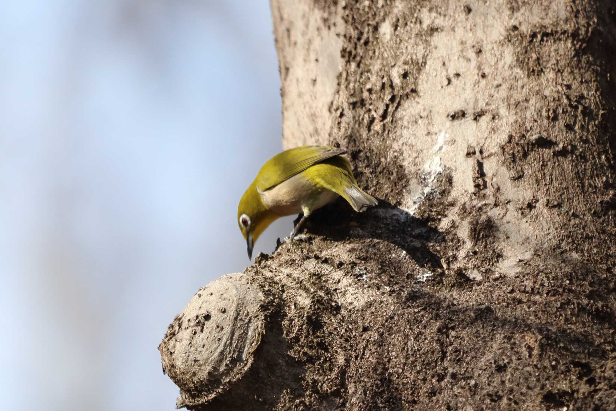 Photo of Warbling White-eye at 祖父江ワイルドネイチャー緑地 by 憧れのジャン