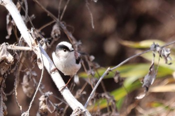 Long-tailed Tit 祖父江ワイルドネイチャー緑地 Sat, 2/3/2024