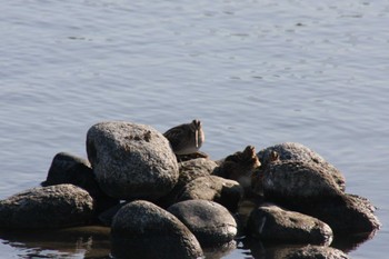 2024年2月3日(土) 五主海岸の野鳥観察記録