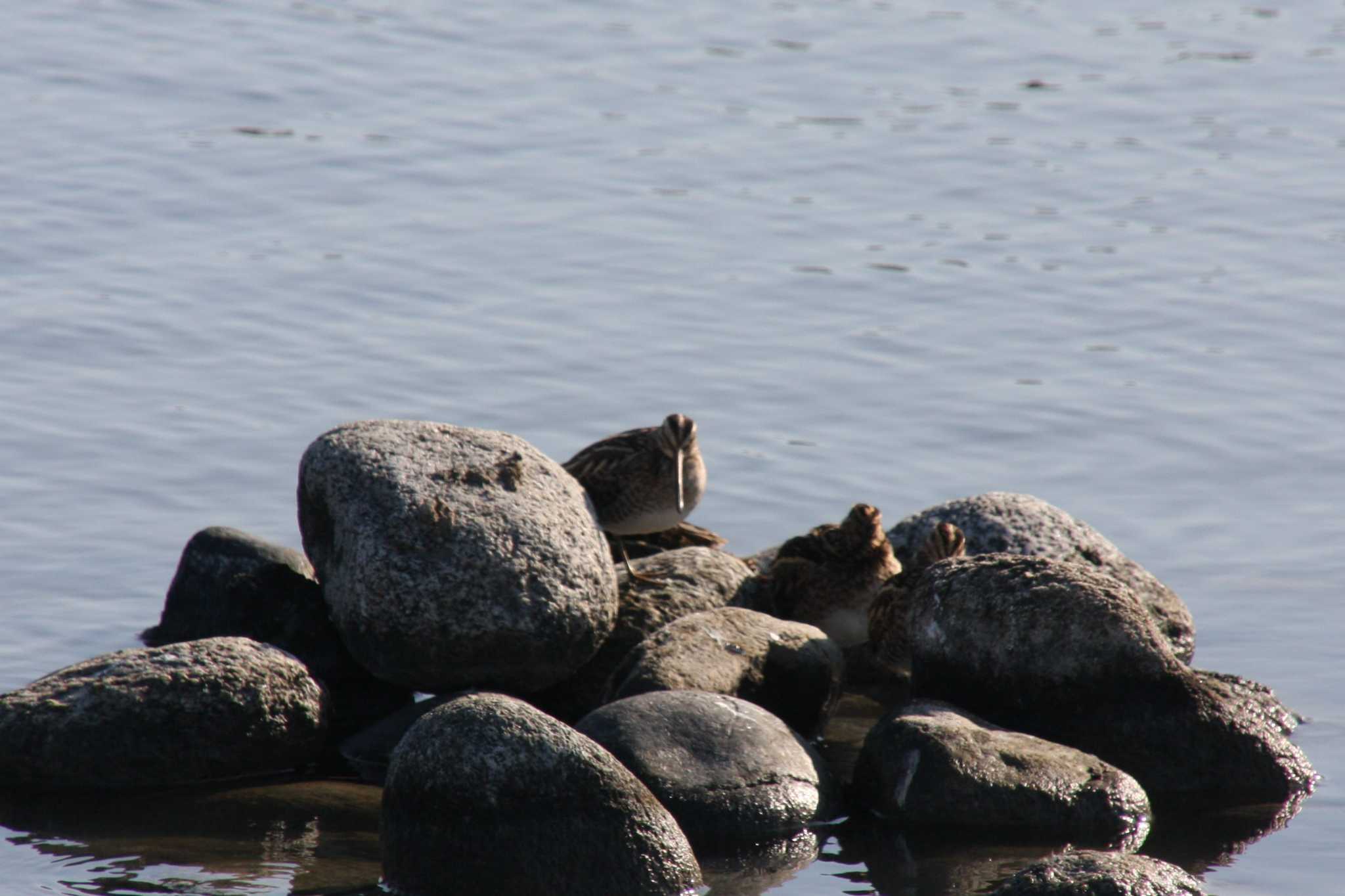 Photo of Common Snipe at Gonushi Coast by サンダーバード