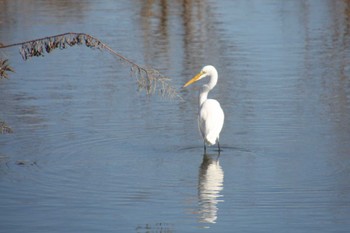 Great Egret Gonushi Coast Sat, 2/3/2024