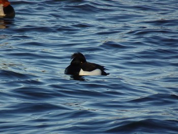 2024年1月14日(日) 水元公園の野鳥観察記録