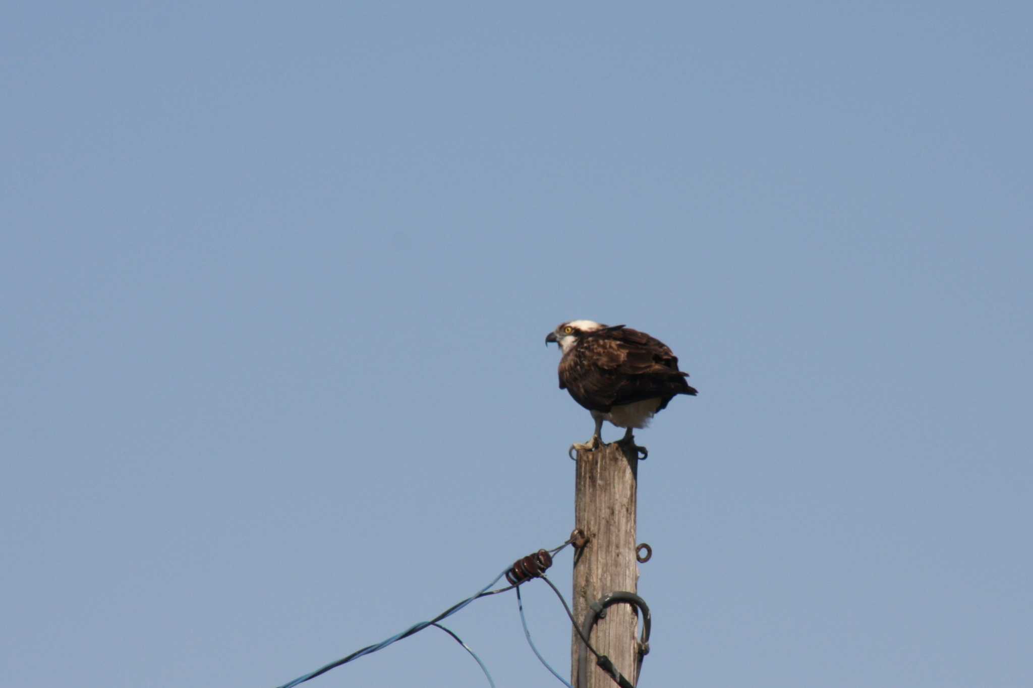 Photo of Osprey at Gonushi Coast by サンダーバード