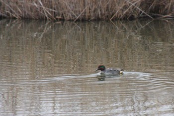 Eurasian Teal Gonushi Coast Sat, 1/6/2024