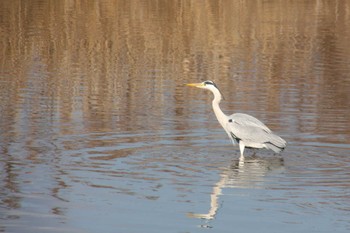 Grey Heron Gonushi Coast Sat, 1/6/2024