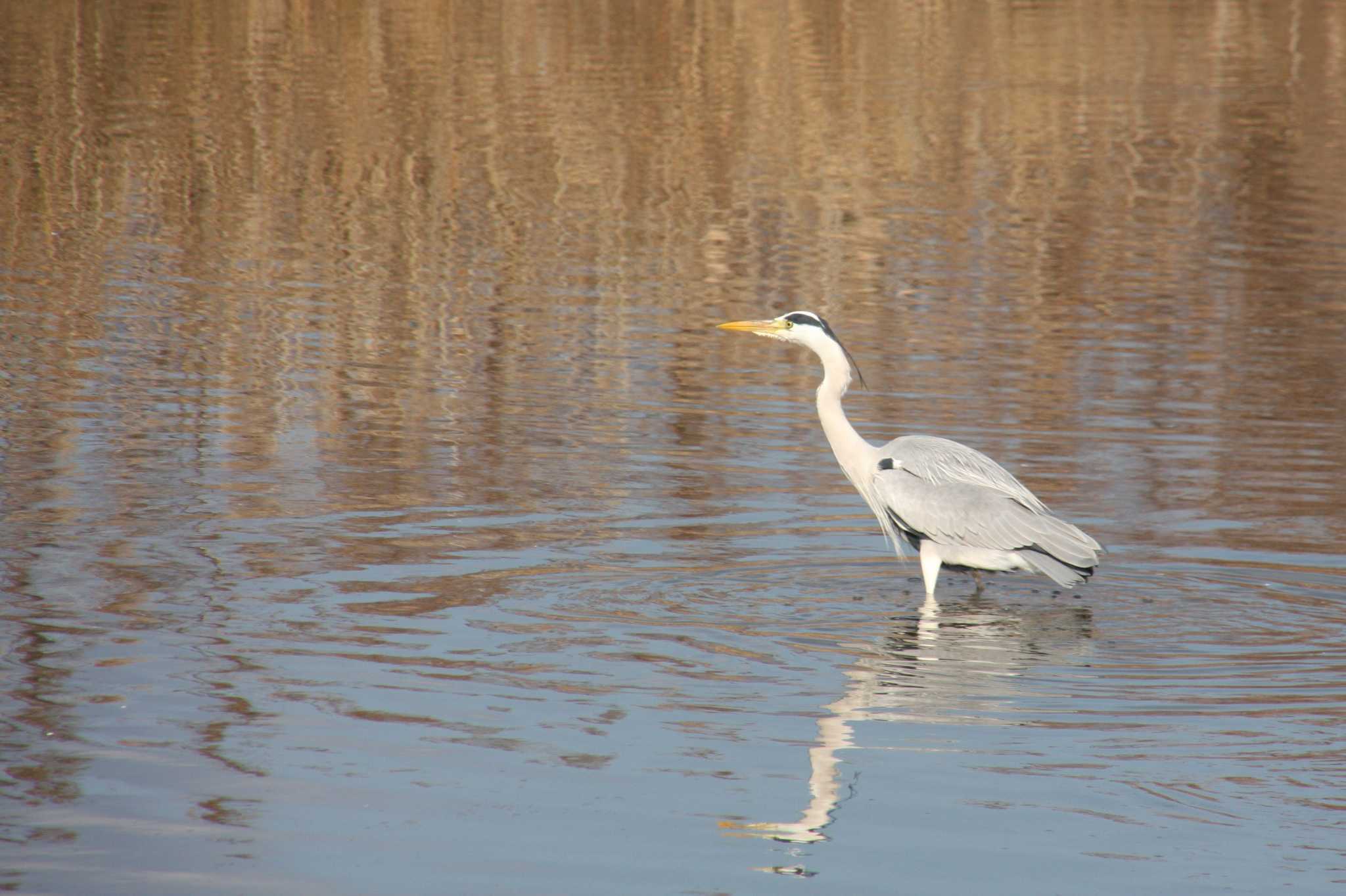 Photo of Grey Heron at Gonushi Coast by サンダーバード