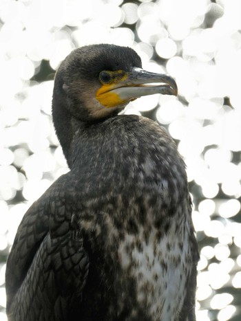 カワウ 佐鳴湖 2024年2月2日(金)