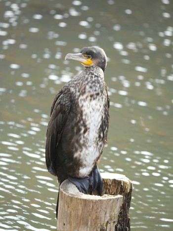 カワウ 佐鳴湖 2024年2月2日(金)