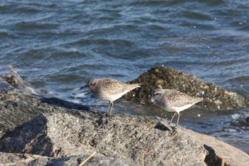 Sun, 12/17/2023 Birding report at 安濃川河口