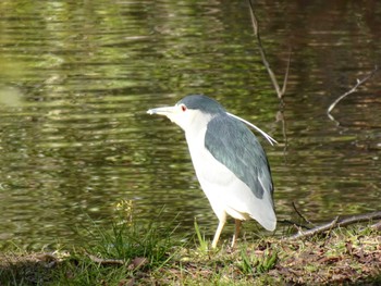 ゴイサギ 菊田水鳥公園 2023年2月12日(日)