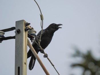 Large-billed crow(connectens) Amami Island(General) Sat, 1/20/2024