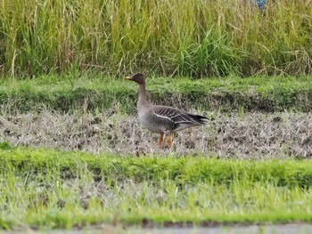 Tundra Bean Goose Amami Island(General) Sat, 1/20/2024