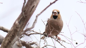 Hawfinch 兵庫県伊丹市 Sat, 2/3/2024