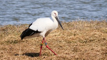 コウノトリ 兵庫県伊丹市 2024年2月3日(土)