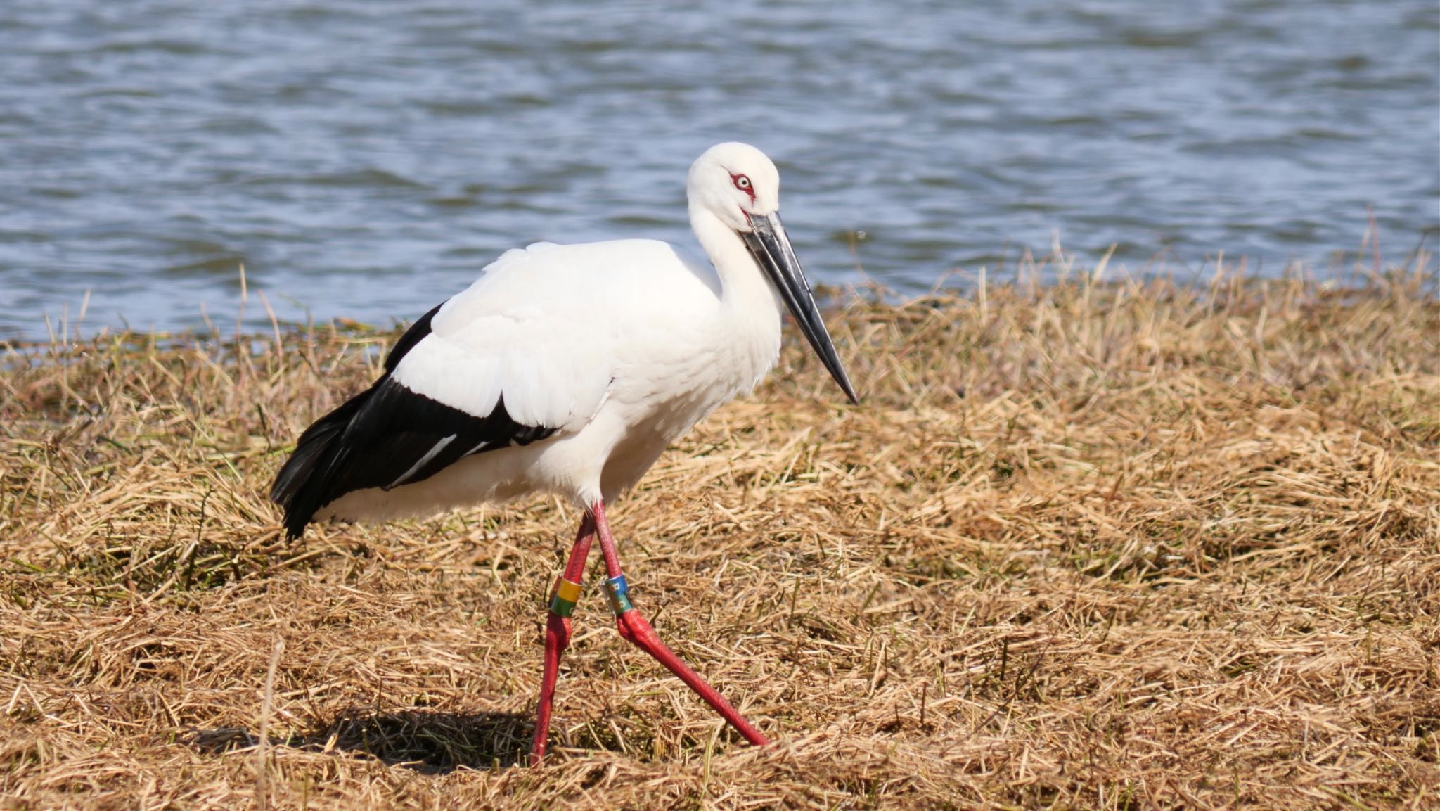 Photo of Oriental Stork at 兵庫県伊丹市 by コゲラ