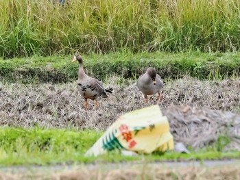 Greater White-fronted Goose Amami Island(General) Sat, 1/20/2024