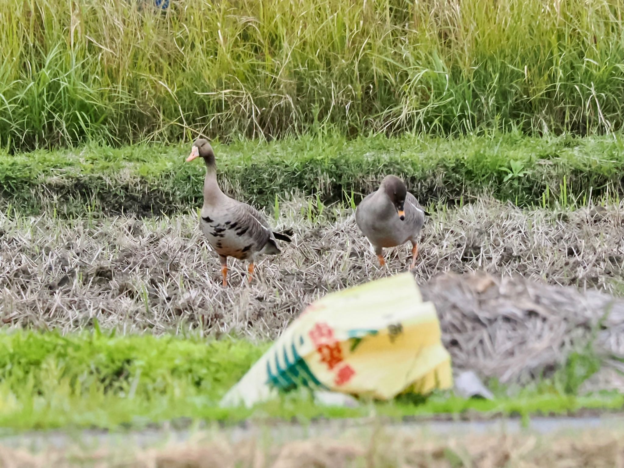 マガンとヒシクイどちらも奄美では迷鳥 どちらも仲間とはぐれ寂しくて一緒につるんでる？ by クロやん