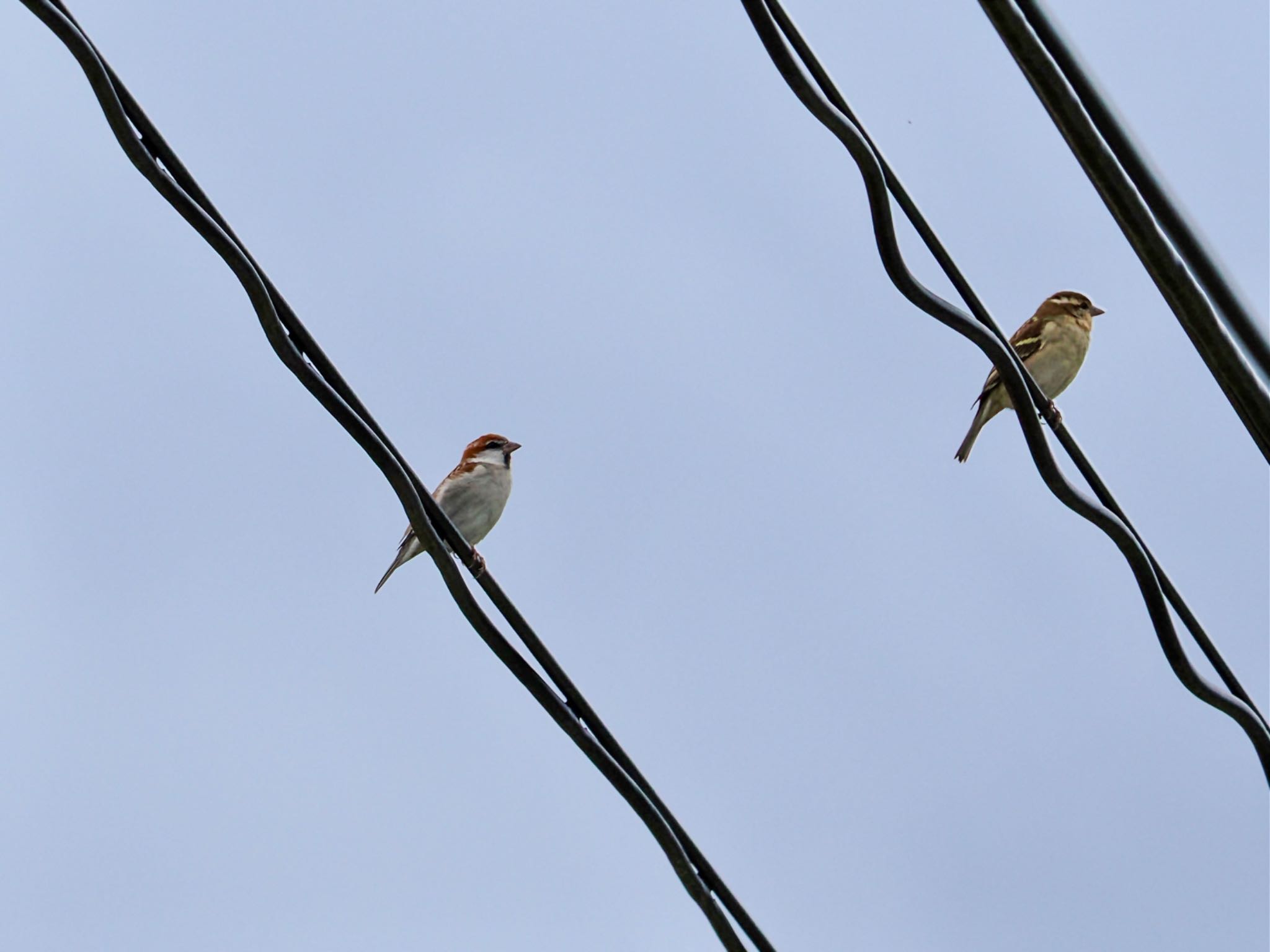 Russet Sparrow