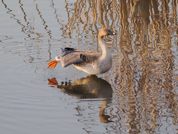 Sat, 2/3/2024 Birding report at 境川遊水地公園