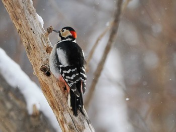 2024年2月3日(土) 左股川緑地(札幌市西区)の野鳥観察記録