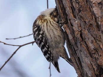 Japanese Pygmy Woodpecker(seebohmi) 三角山(札幌市西区) Sat, 2/3/2024