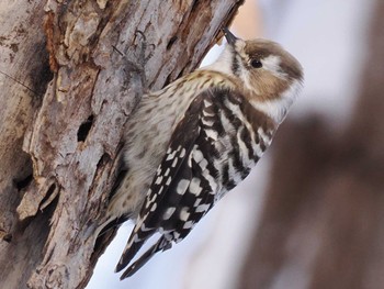 2024年2月3日(土) 三角山(札幌市西区)の野鳥観察記録