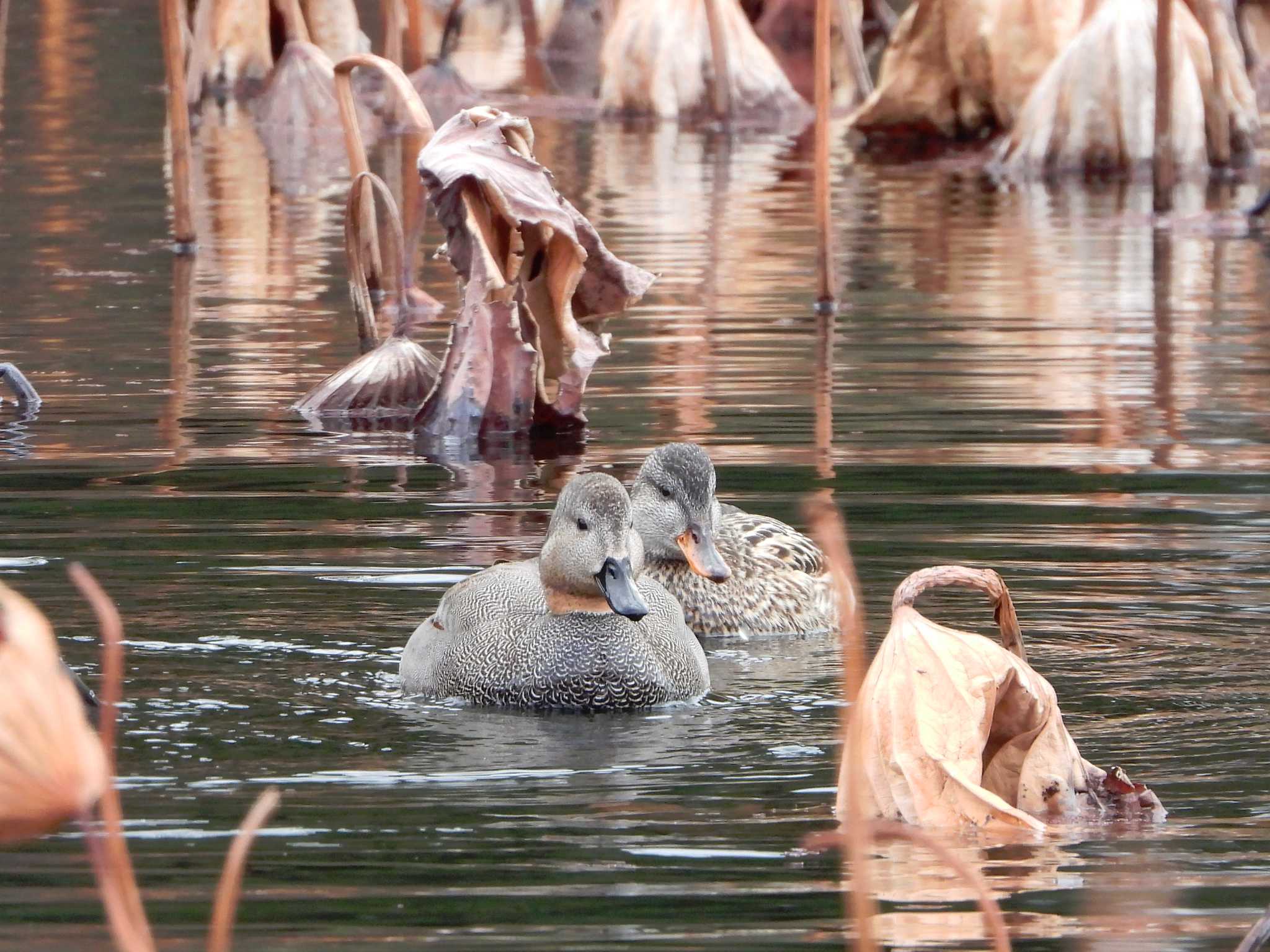 Photo of Gadwall at Hattori Ryokuchi Park by ひよひよ