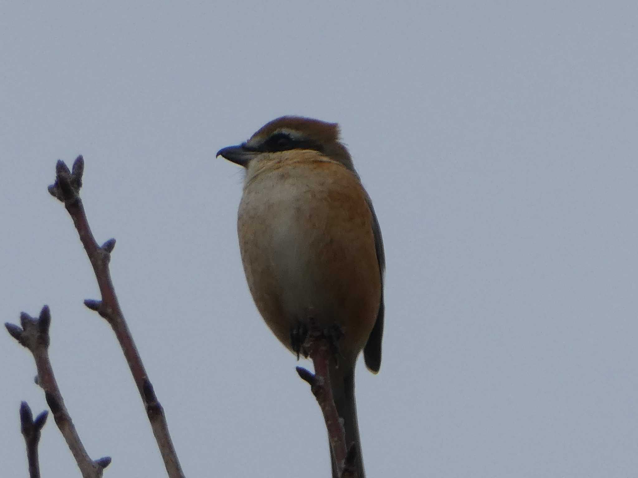 Bull-headed Shrike